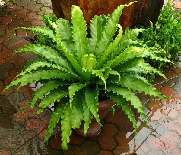 tanaman dalam ruangan