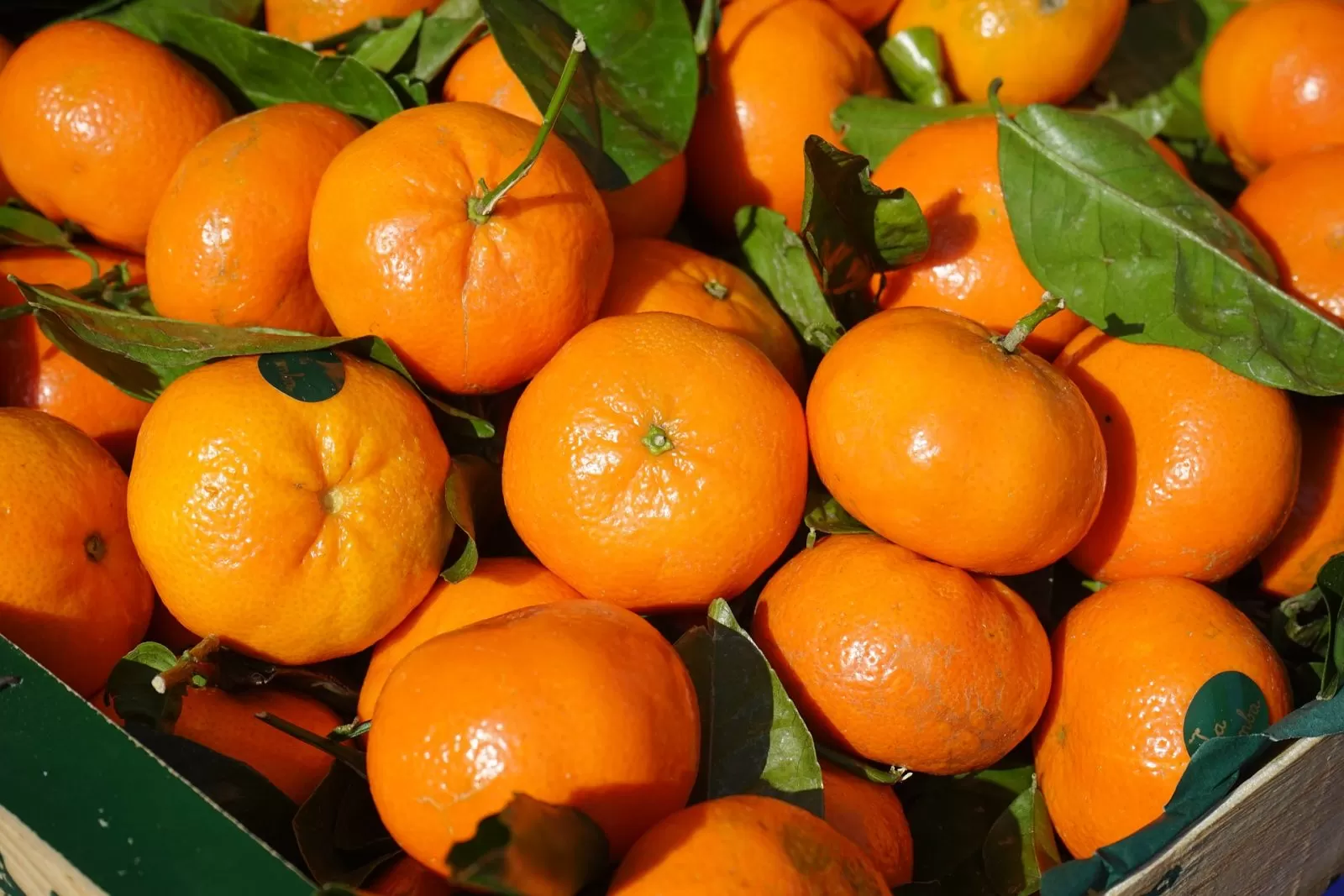 jeruk sebagai buah kaya vitamin d