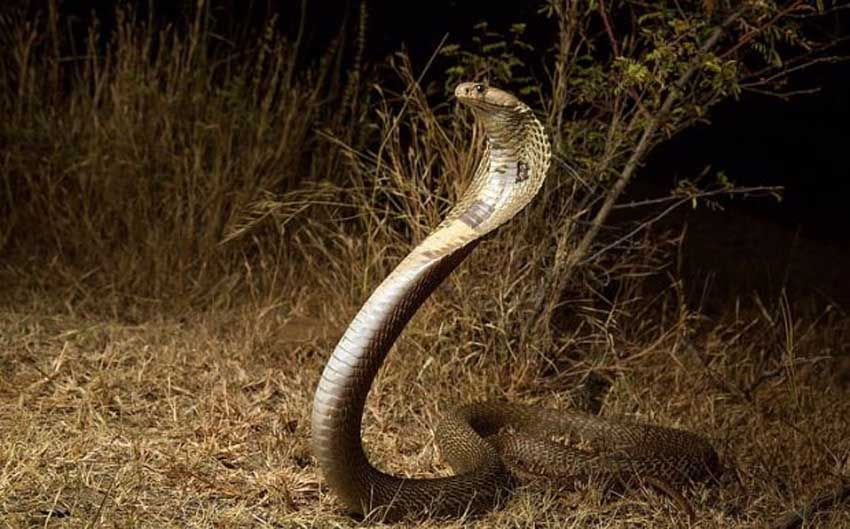 evolusi ular
