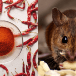 Mengusir Tikus: 10 Cara Menggunakan Cabai dengan Super Ampuh