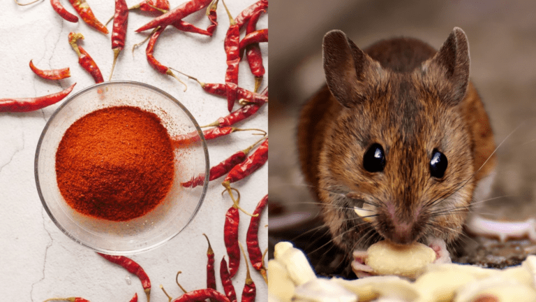 Mengusir Tikus: 10 Cara Menggunakan Cabai dengan Super Ampuh